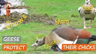 Act of Love, Brave Egyptian Geese Protecting Their Chicks From Crows | Wildlife Drama | BibBobBib