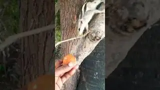 parindey🫶🫶 #song #squirrel shorts #all animals lover #ytshorts video...