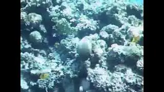 Amon snoorking in Sharks Bay in Sharm el Sheikh 2015