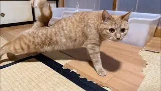 【シバにゃんずからのお知らせ】21時まで限定ゲリライブ🐈