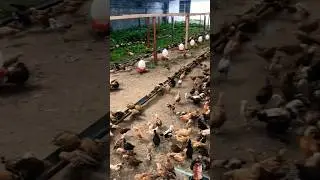 KELEBIHAN SISTEM UMBARAN DALAM BETERNAK AYAM KAMPUNG #ayamkampung #ayam #peternakan