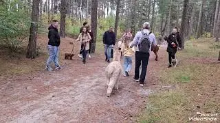 Wandelen met alpaca's! Een droom komt uit!