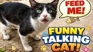 This Cat Knows He&rsquo;s the Boss 😂 I Can&rsquo;t Stop Laughing at This Cat 🤣 Cat Reacts Like a Human 😳