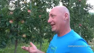 La Mela Val di Non DOP,  il simbolo del Trentino