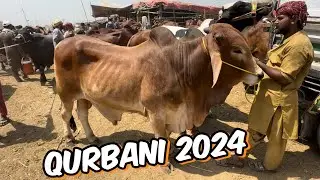Cow Mandi Lahore | sahiwal cholistani bachre | Lahore Cow Mandi Shahpur Kanjra
