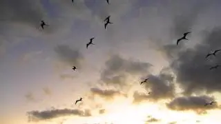 Birday near Daphne Major, Galapagos Islands