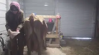 Happy new year's  2026. Morning chores come along with me. Micro Dairy. 