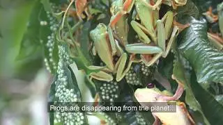 CRWILD /Agalychnis spurrelli, Gliding tree frog reproductive explosion