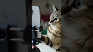 The Daily Life of a Catfluencer #cute #animals #ai #cat #adoreble #adorably #funny