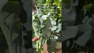 Broccoli leaves taste just like &hellip; don&rsquo;t throw this away !!