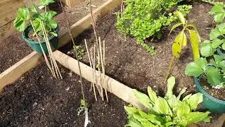 Polytunnel Ireland Wicklow April