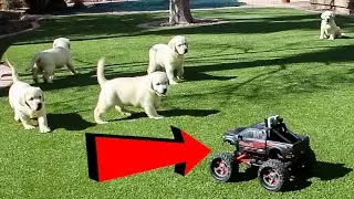 Puppies vs. RC Car!!!