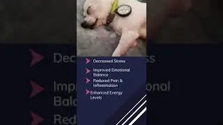 Best Dog Stress Relief Products for Dogs