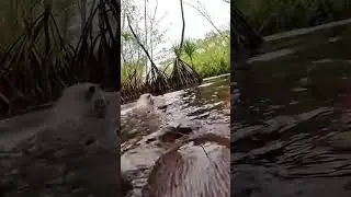 HairyNosedOtterCam Vlog Camera on Critically Endangered Lutrogale perspicillata &ndash; Smooth Coated Otte