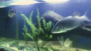 Barramundi and Saratoga encounter.