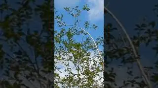 Osprey on Small Branch of Tree on Oviedo Boulevard! Florida