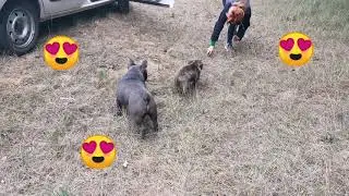 Frenchies in our forest &hearts;️🌞 - In English