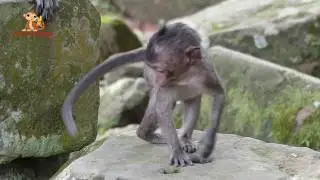 Pitiful Baby Monkey Lori - Many Sad Seen Monkey Do Like That To Her