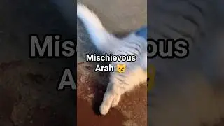 Mischievous Arah😸😼#monkey baby kitten #mickey mouse #cute #adorable #baby cat #funny#youtubeshorts