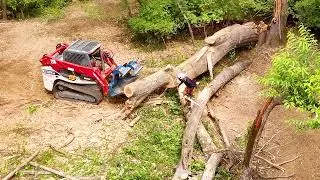 ENORMOUS Oak Tree Cleanup! Forestry Mulching in Virginia.