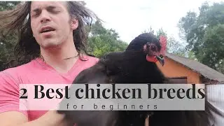 2 BEST Chicken Breeds for Beginners