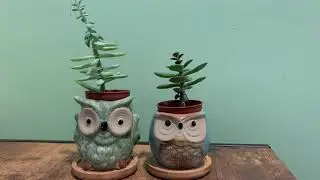 Easy Afforable DIY Gifts Ceramic Owl Succulent Pots Review