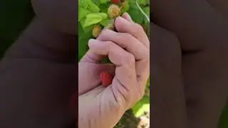 Raspberries are Delicious! #desertfarming #sonorandesert #freedom #soil #mouthbreather