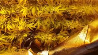 Much needed update. White Widow x Big Bud