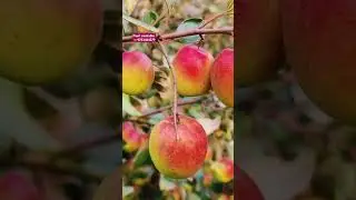 Miss India apple ber plant available (N plant Nursery) coll ➡️9732461279