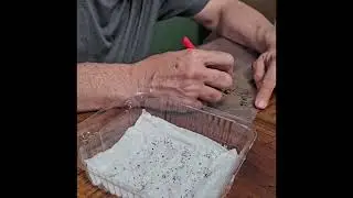 Método fácil para germinar semillas de recao/culantro.