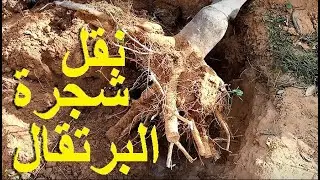 نقل شجرة البرتقال