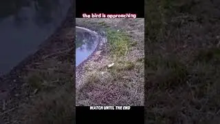 He Gave the Fish to a Bird&hellip; But the Ending Shocked Everyone