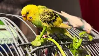 My budgies love cilantro 