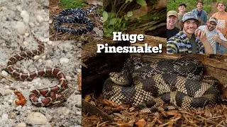 EPIC New Jersey herping! Pinesnake, milksnakes, and more!