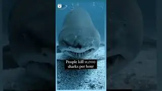 Who is Scary , Shark 🦈 or Human 👤?#saveocean #sea #sharks #cruelty #vegan #saveshark #ocean #earth