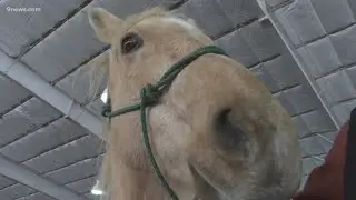 Trigger the horse recovers after being dragged behind a pick-up truck