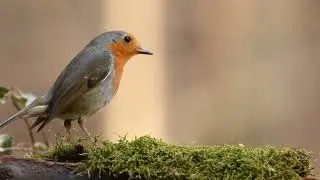 smart bird bird sound