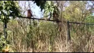 Monitoring the release of macaques