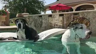 Water Loving Great Danes Chill Out In The Pool With Their Cowboy Hats