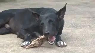 Dogs eating cow meat and egg episode 621 By Dog Food TV