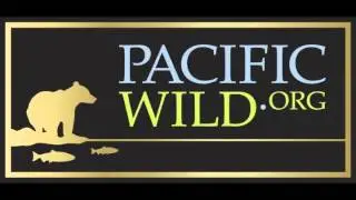 Pacific White-Sided Dolphins Hydrophone Recording - June 14, 2013