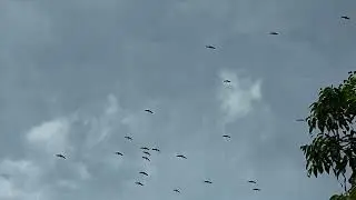 Flypass.1
