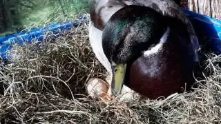 Very rare video of male duck sitting on eggs