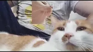 El mimio