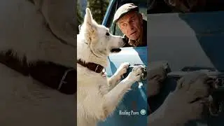 Epic Dog Adventure With A Twist!