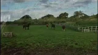 Text Donations to Horse Sense Wirral