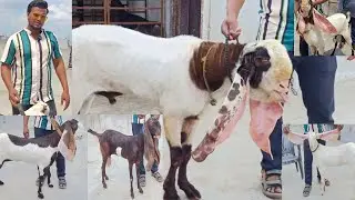 Arif Goat Farm Show quality No 1 VIRASAT