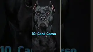 😵tap ten most dengerous dog in the world #subscribe #animallover #cityzone #umarkhed #like