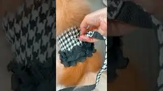Houndstooth Harness Leash Combo🩷💚🧡 #cat #puppy #cureme #dogs