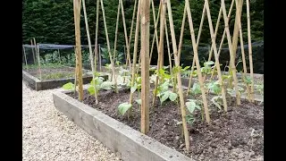 How to support climbing plants / staking out - Home Grown